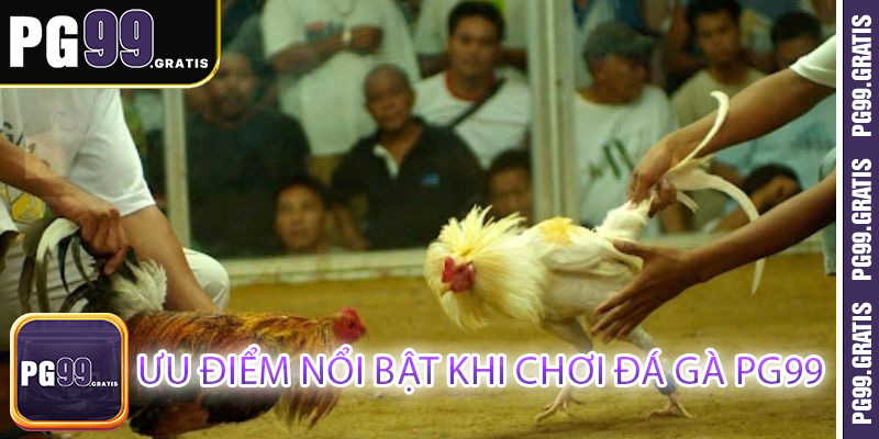 Ưu điểm nổi bật khi chơi đá gà PG99