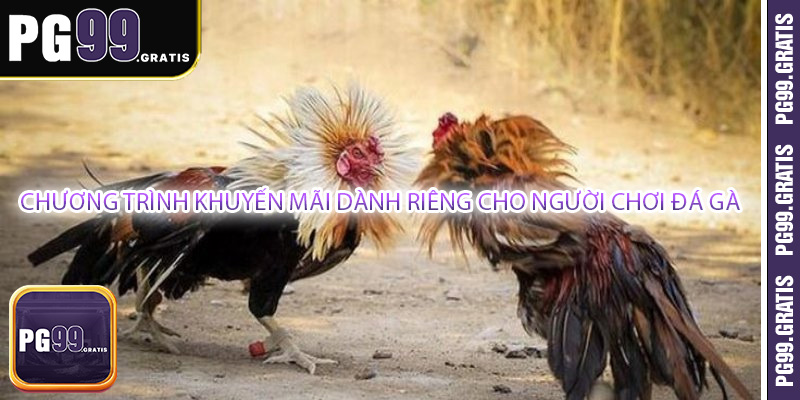 Chương trình khuyến mãi dành riêng cho người chơi đá gà